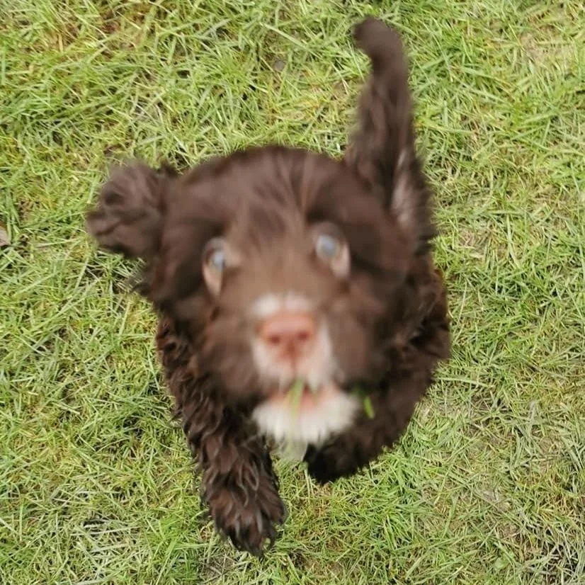 Carr Lane Kennels Ltd - East Riding of Yorkshire pet otel görseli 4