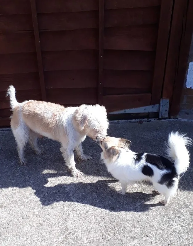 Chevinside Kennels & Cattery - East Riding of Yorkshire pet otel