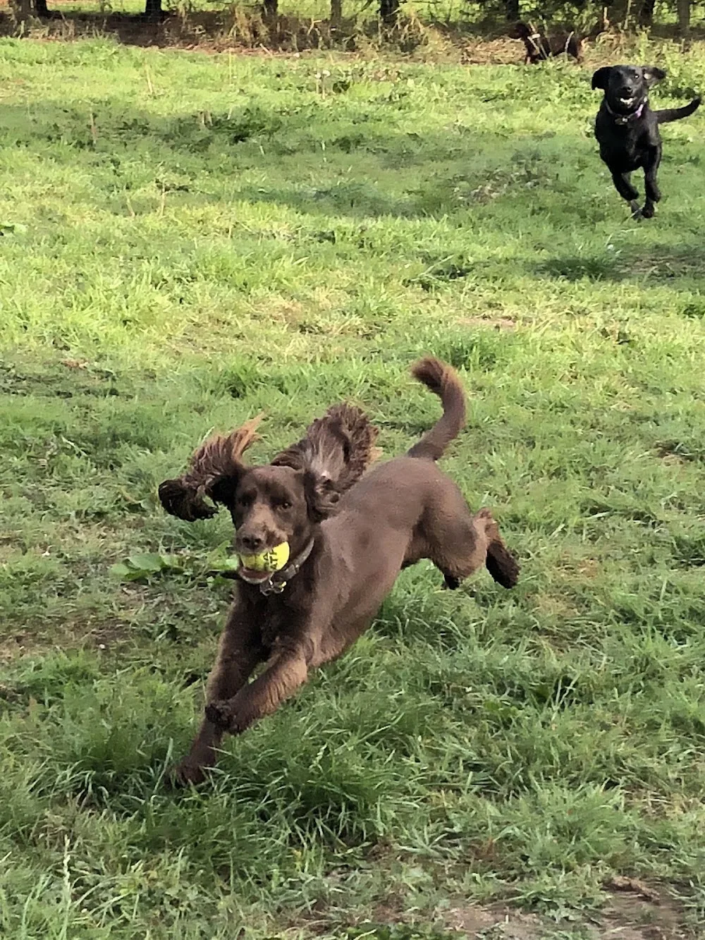 Derwent Kennels & Catteries - East Riding of Yorkshire pet otel