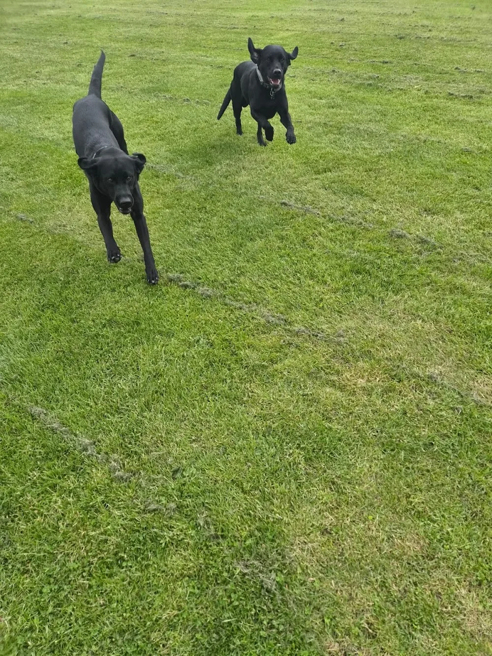Dunholme Grange Kennels & Cattery - East Riding of Yorkshire pet otel