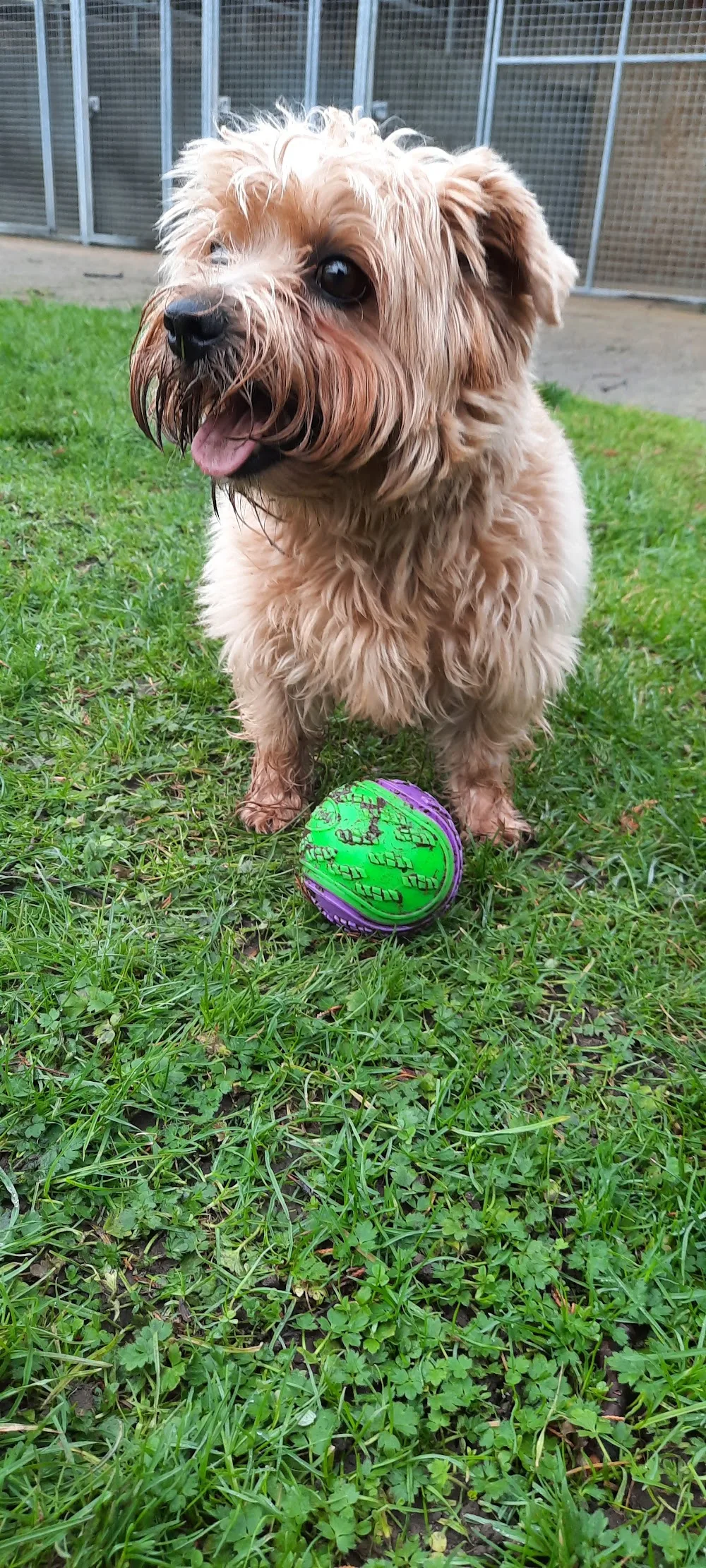 Dunholme Grange Kennels & Cattery - East Riding of Yorkshire pet otel görseli 3