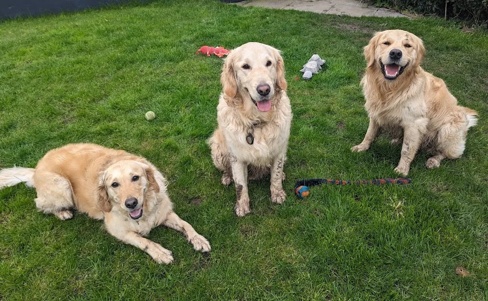 Eastfield Dog Boarding - East Riding of Yorkshire pet otel