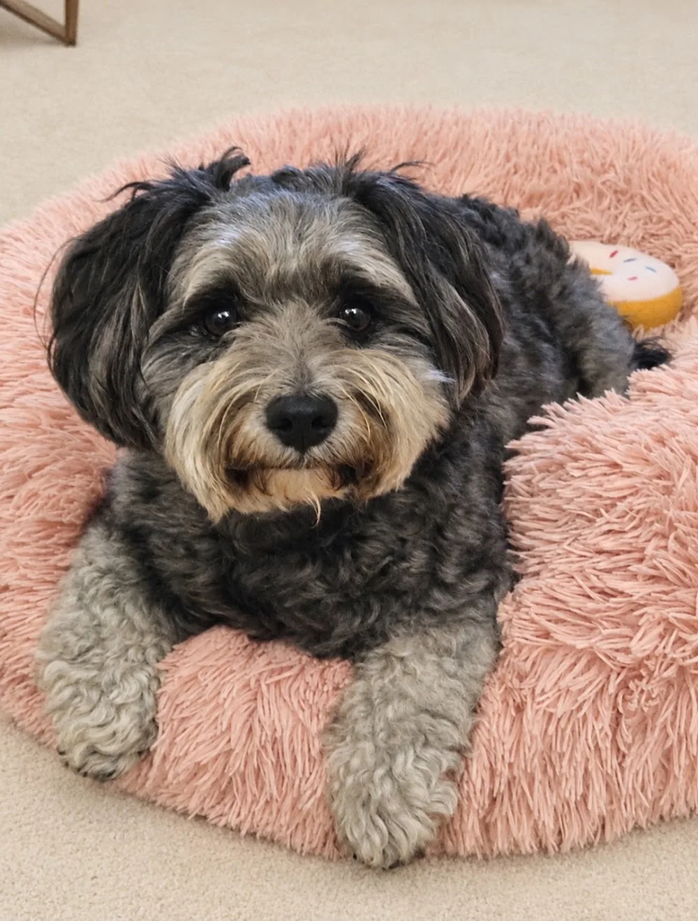Escrick Dog Retreat - East Riding of Yorkshire pet otel görseli 3