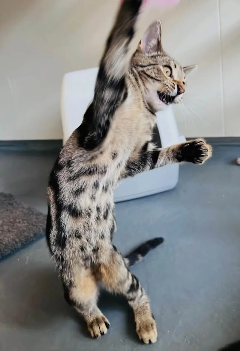 Evergreen Cattery - East Riding of Yorkshire pet otel görseli 3