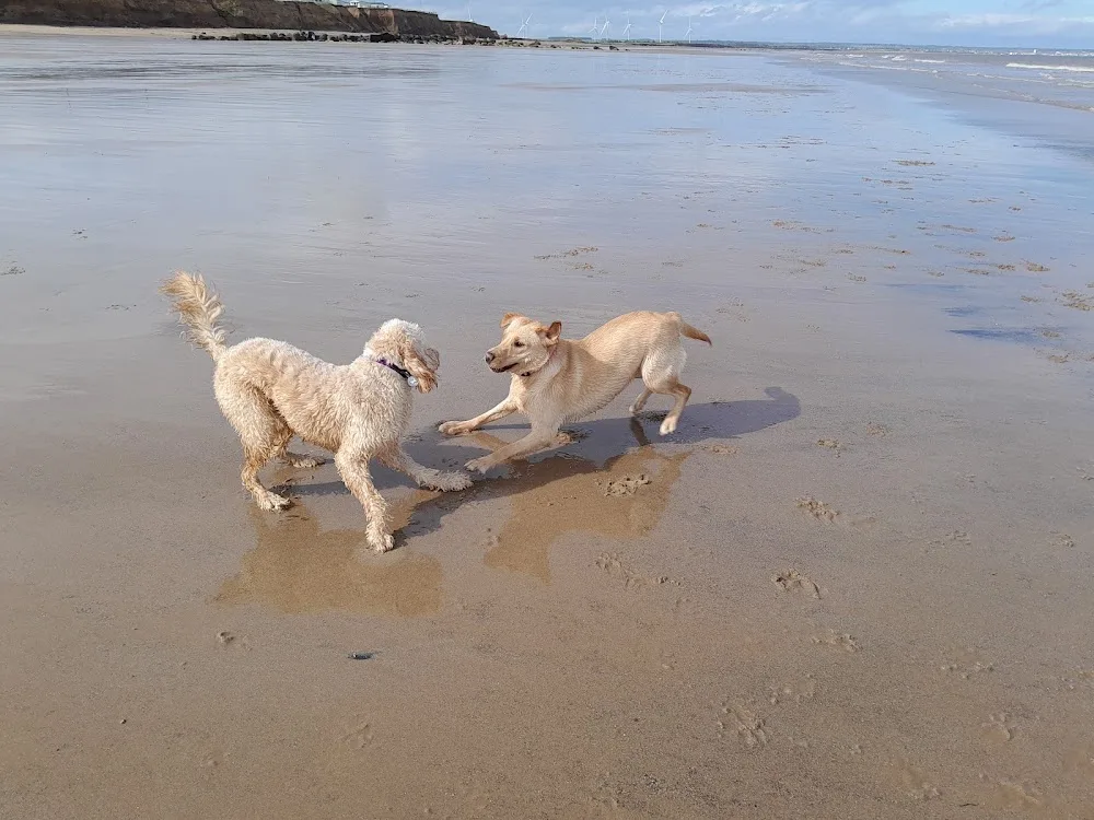 Farm and beach holidays for dogs - East Riding of Yorkshire pet otel