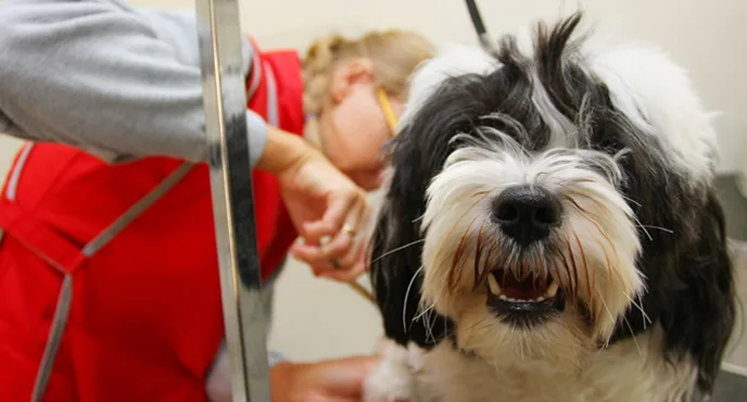 Feoffee Common Boarding Kennels - East Riding of Yorkshire pet otel