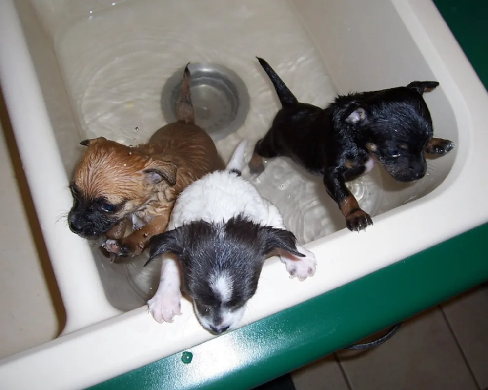 Feoffee Common Boarding Kennels - East Riding of Yorkshire pet otel görseli 3
