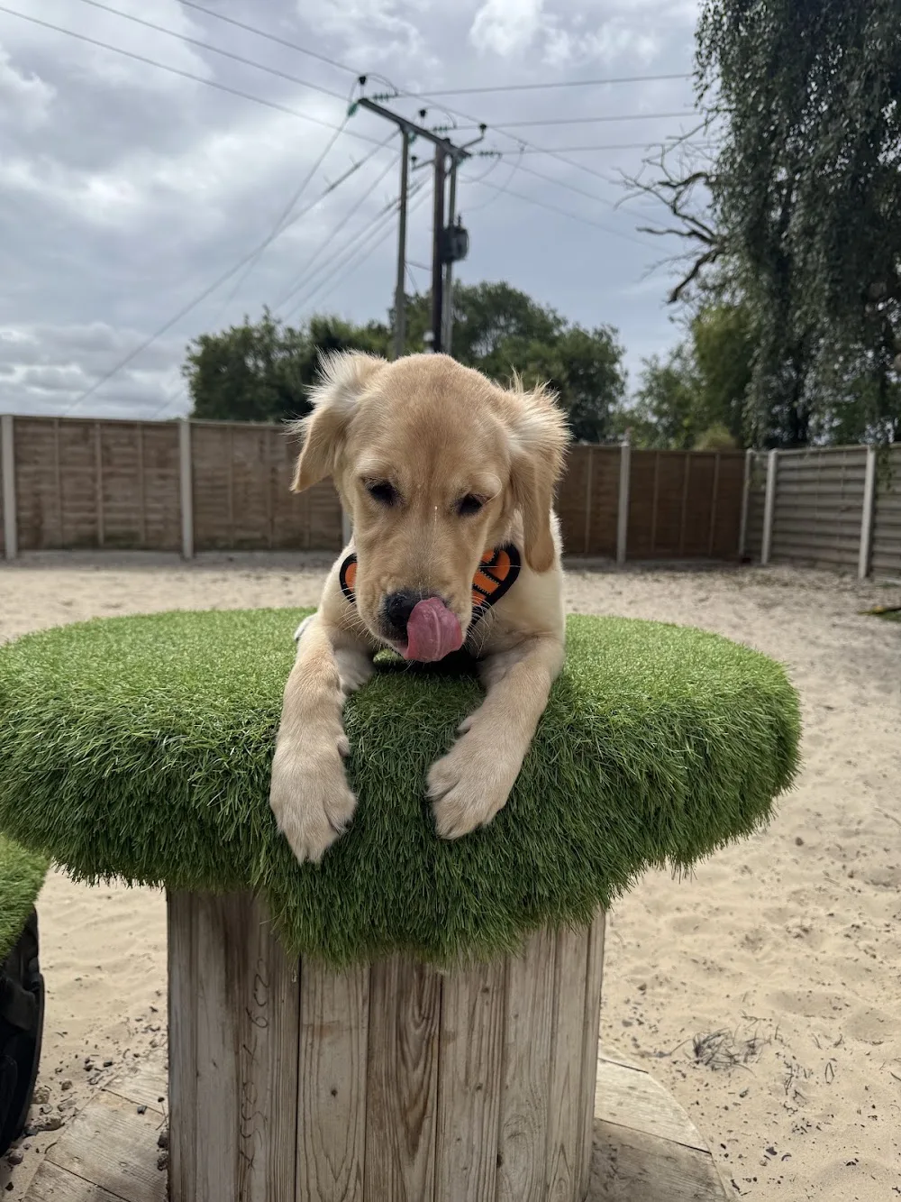 Foxhills Boarding Kennels - East Riding of Yorkshire pet otel