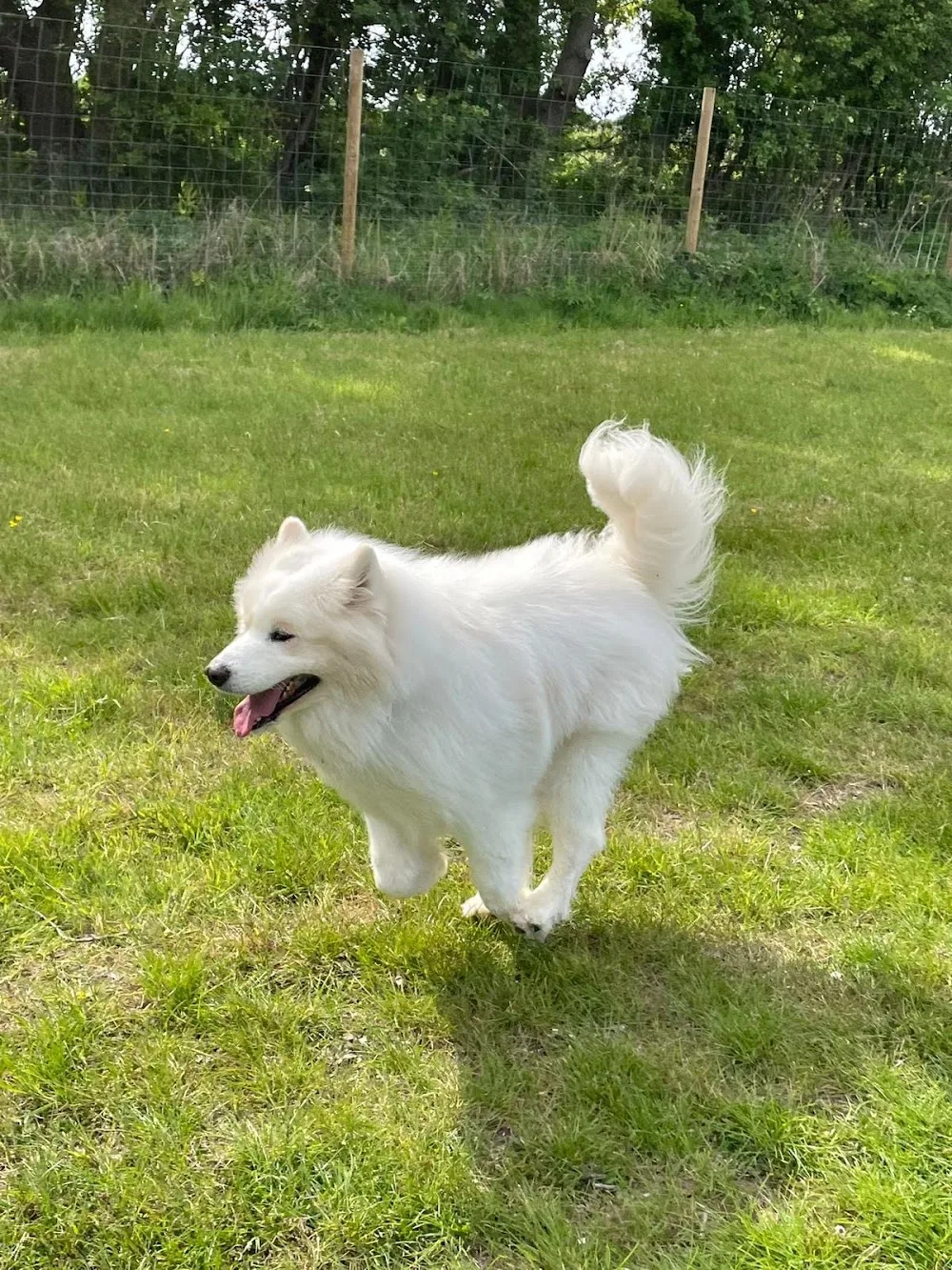 Foxhills Boarding Kennels - East Riding of Yorkshire pet otel görseli 3