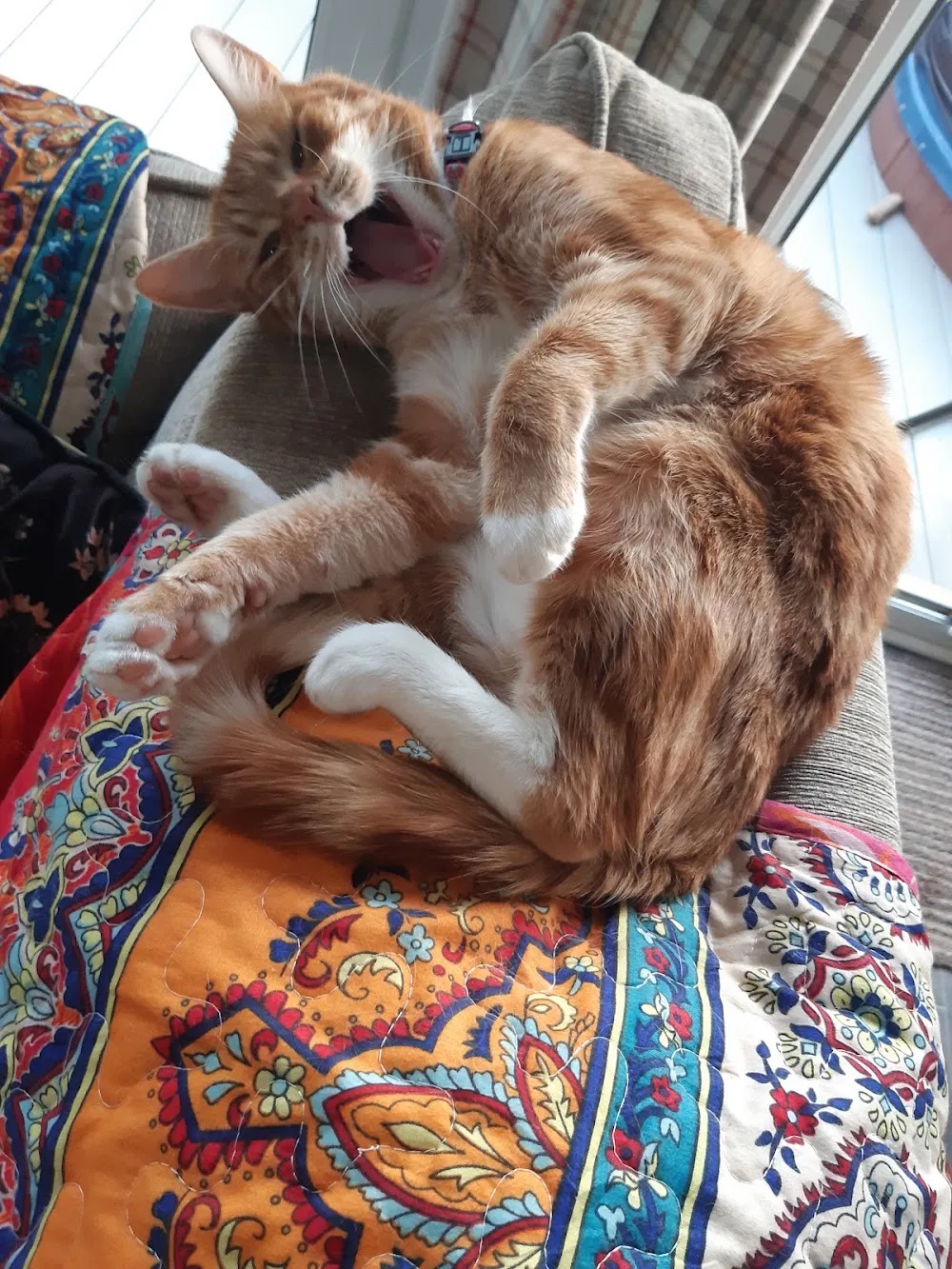 Greenhills Cattery - East Riding of Yorkshire pet otel