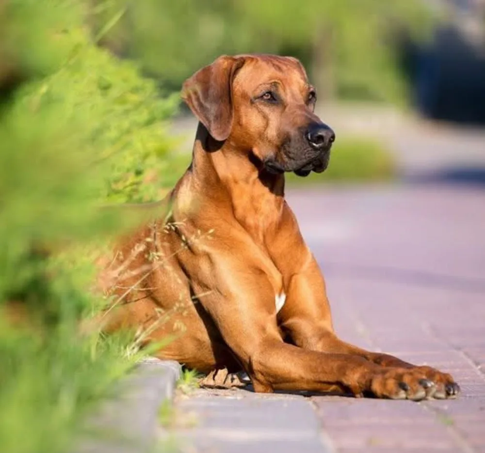 Hawthorne Kennels - East Riding of Yorkshire pet otel