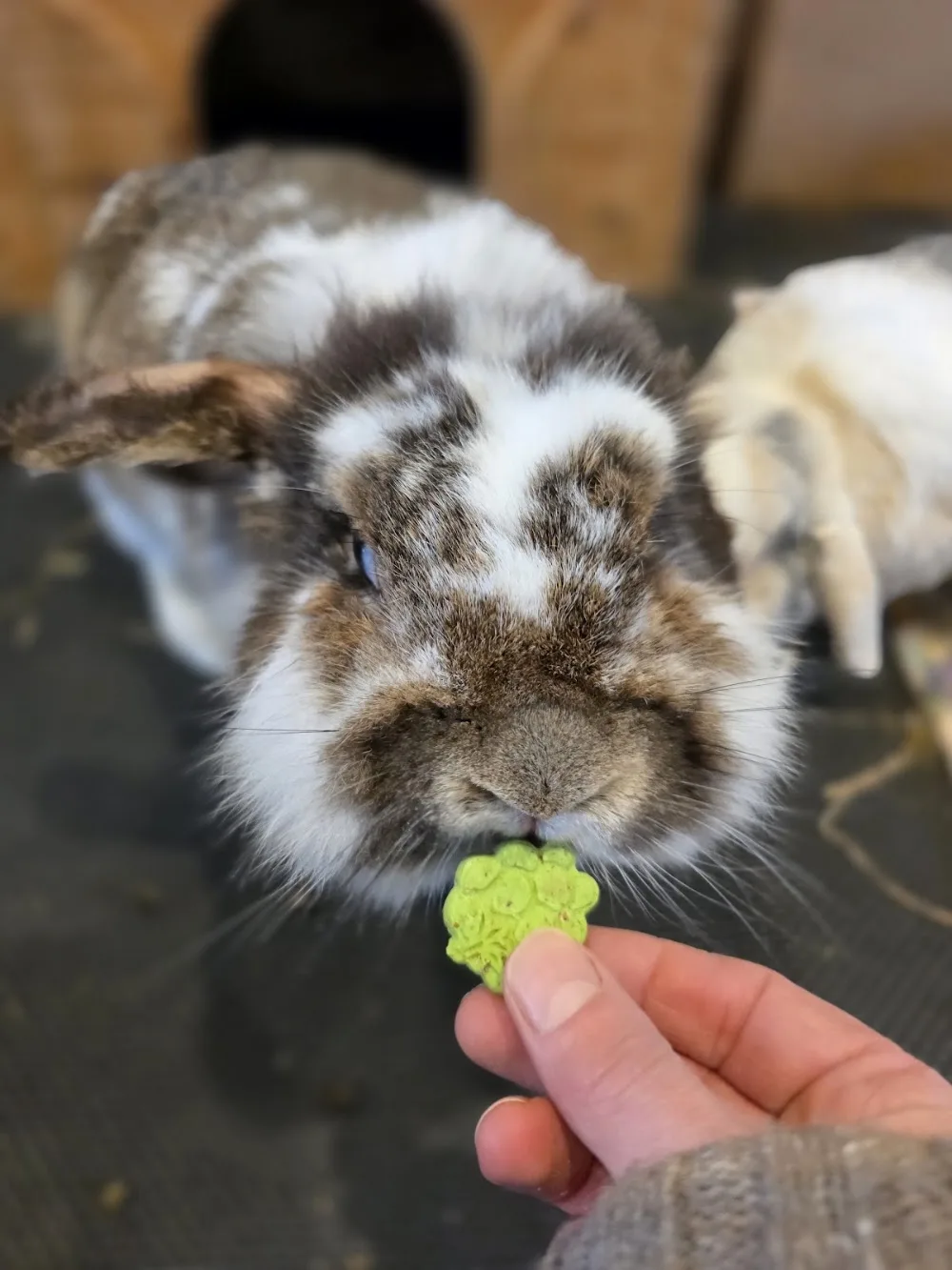 Holderness Small Animal Boarding - East Riding of Yorkshire pet otel