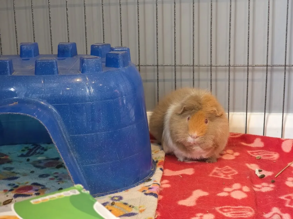 Holderness Small Animal Boarding - East Riding of Yorkshire pet otel görseli 3