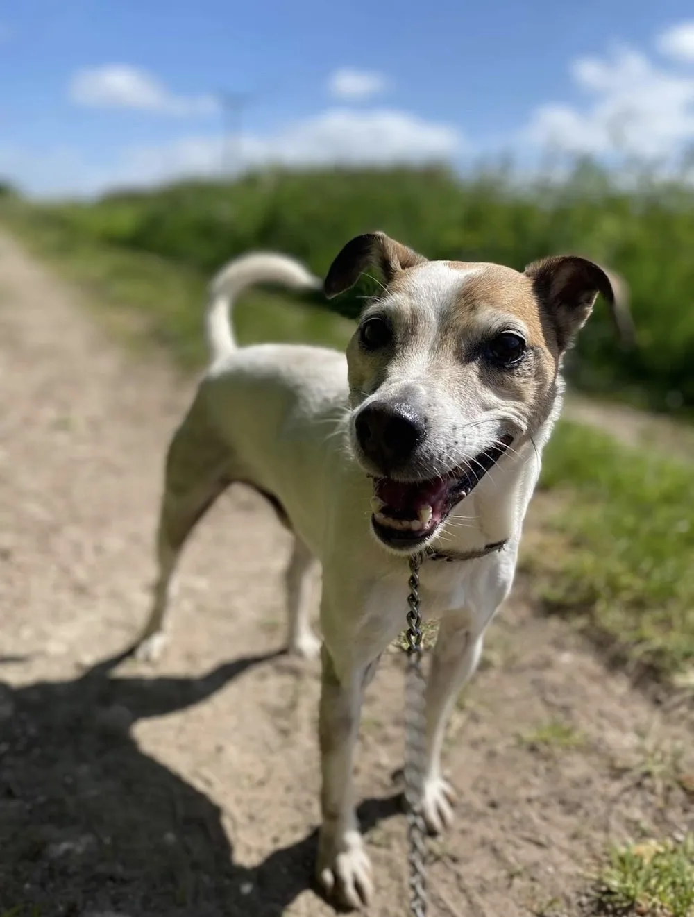 Jarratt Hills Kennels - East Riding of Yorkshire pet otel