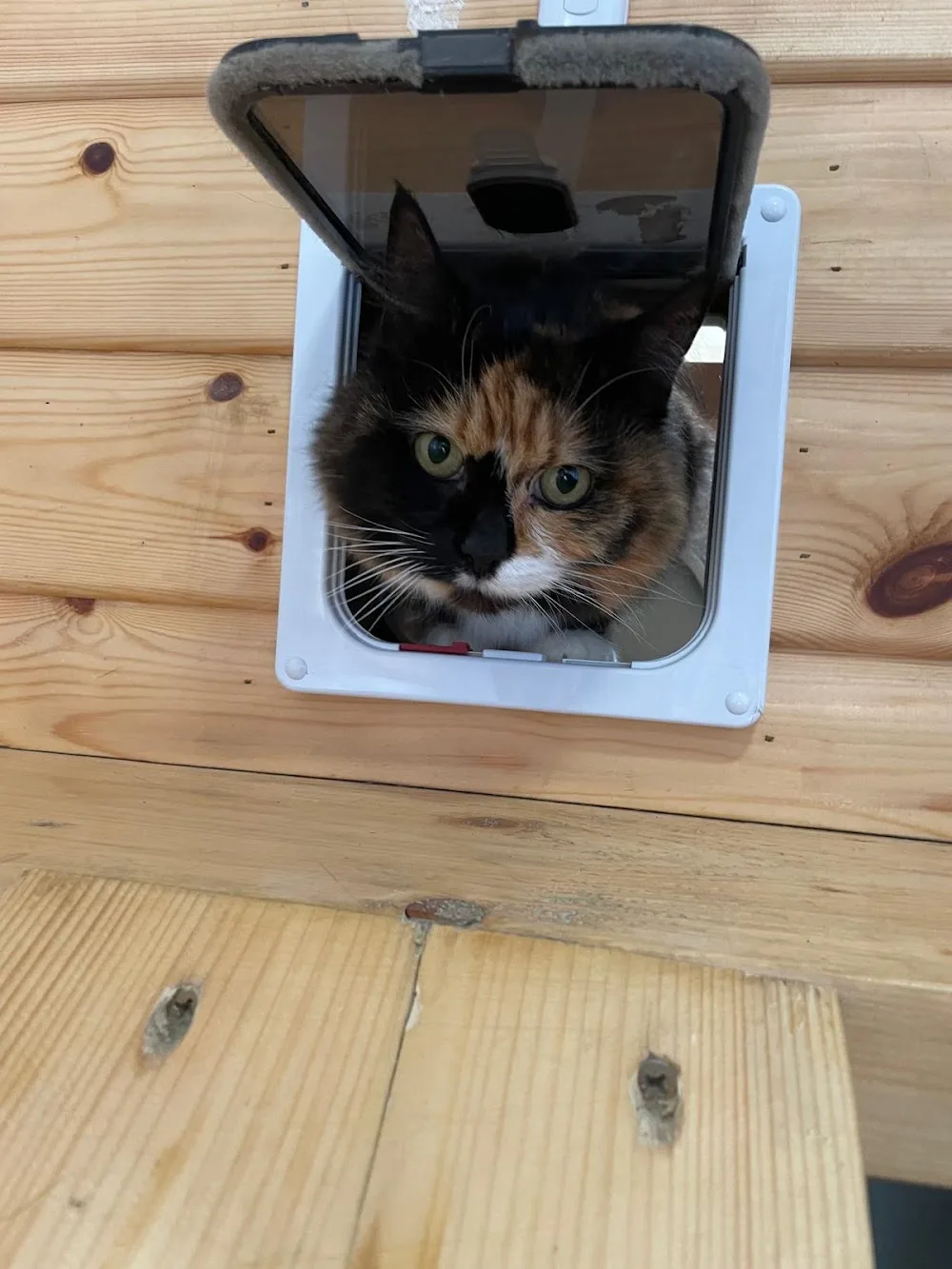 KP Cattery - East Riding of Yorkshire pet otel
