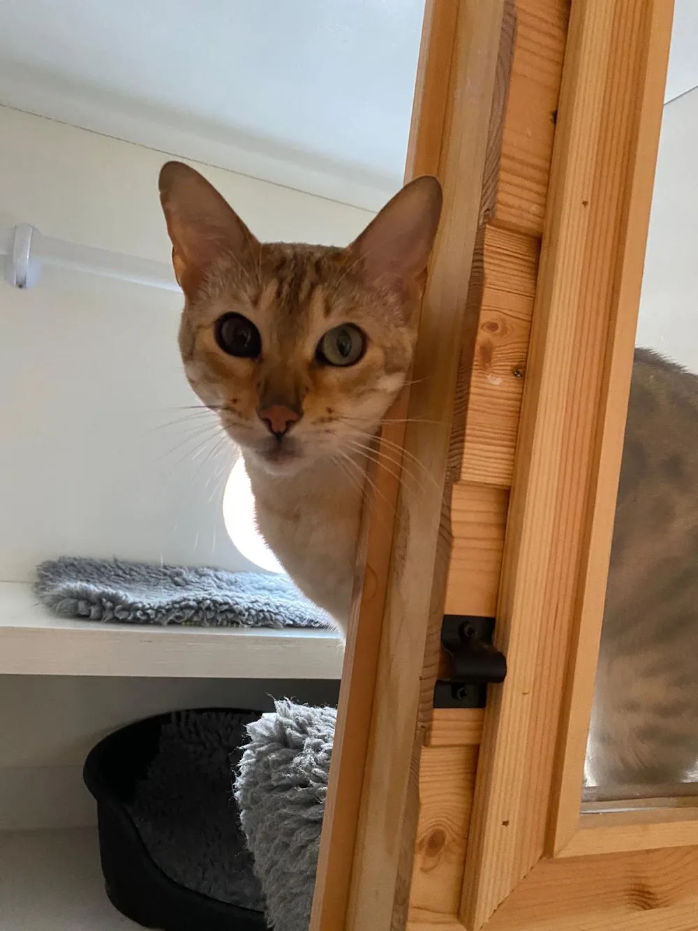 KP Cattery - East Riding of Yorkshire pet otel görseli 3