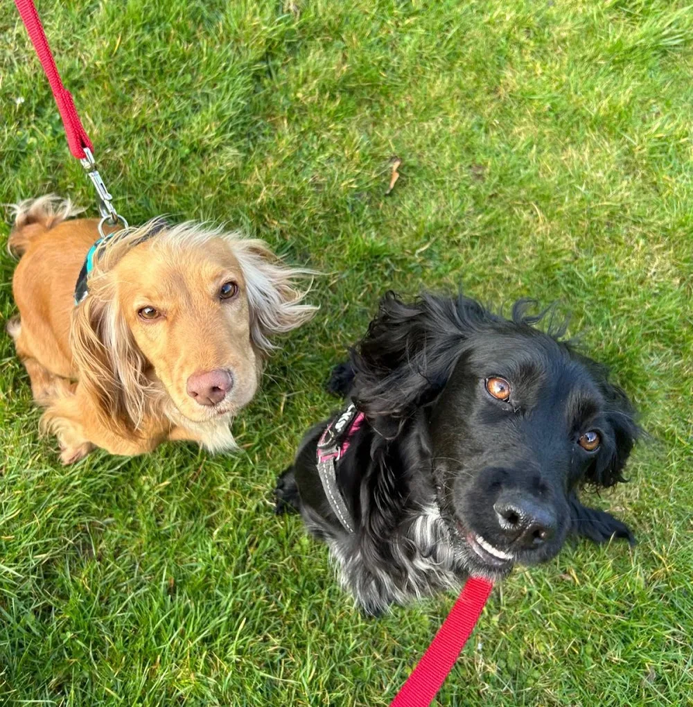 Leconfield Kennels & Cattery - East Riding of Yorkshire pet otel görseli 3
