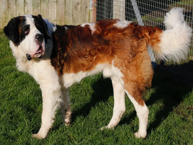 Lodge Farm Boarding Kennels - East Riding of Yorkshire pet otel görseli 3