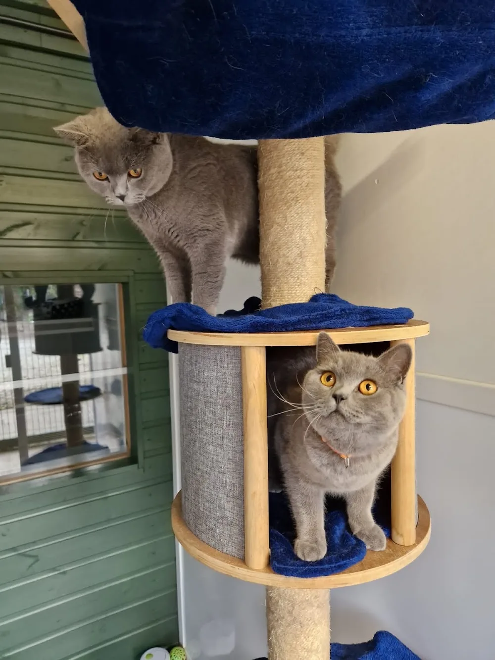 North Croft Cattery - East Riding of Yorkshire pet otel