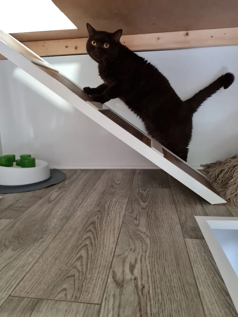 North Croft Cattery - East Riding of Yorkshire pet otel görseli 3