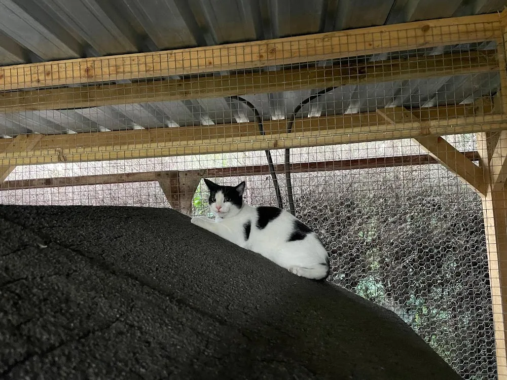 Orchard Cattery - East Riding of Yorkshire pet otel