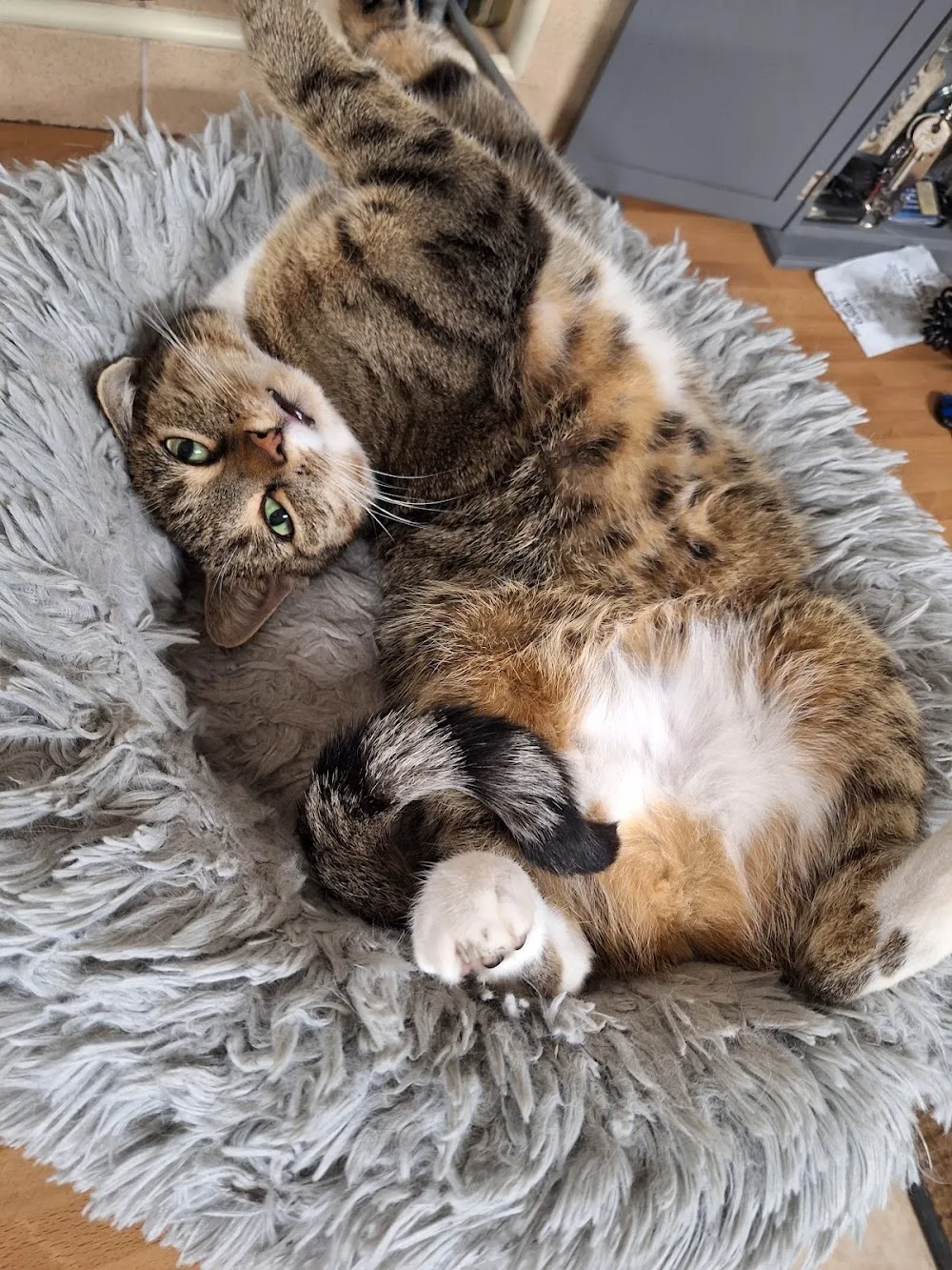 Orchard Cattery - East Riding of Yorkshire pet otel görseli 3