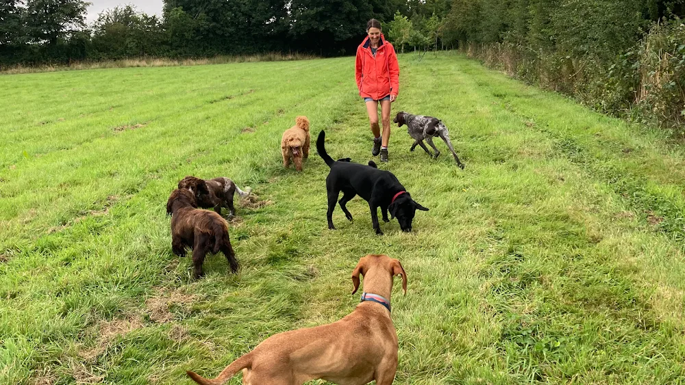 Rowley Cottage Kennels - East Riding of Yorkshire pet otel