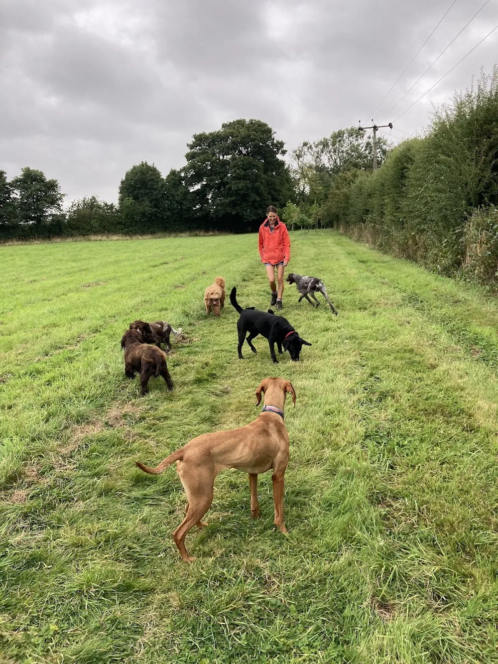 Rowley Cottage Kennels - East Riding of Yorkshire pet otel görseli 3
