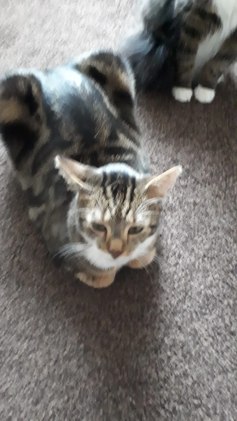 Snugglepuss Cats Hotel - East Riding of Yorkshire pet otel görseli 3