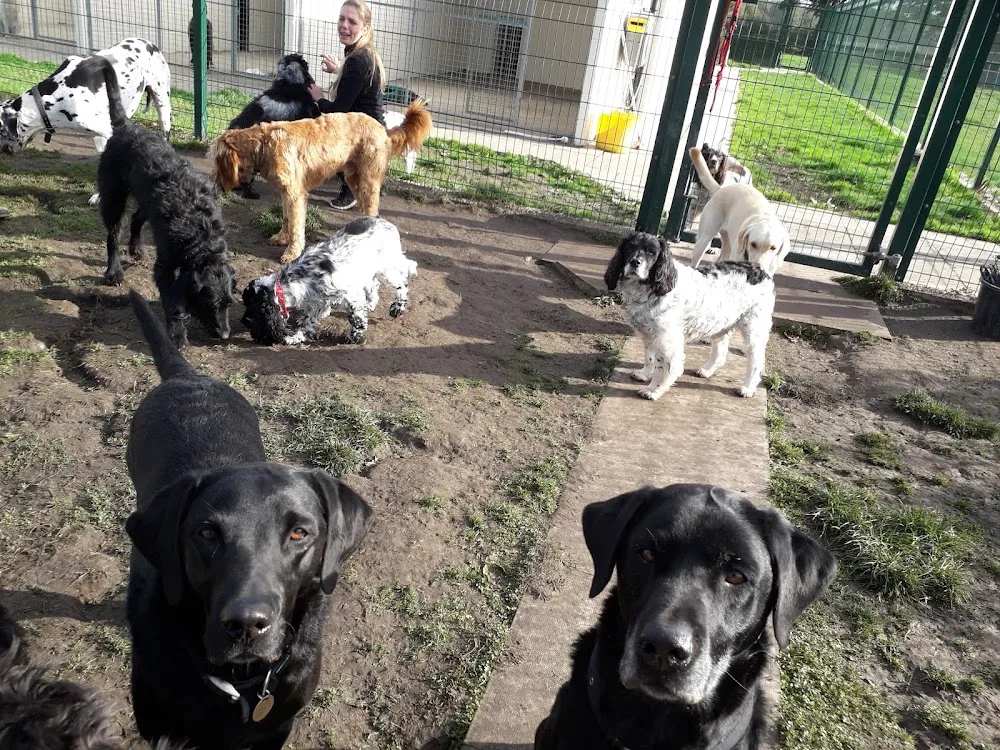 Storwood Kennels - East Riding of Yorkshire pet otel