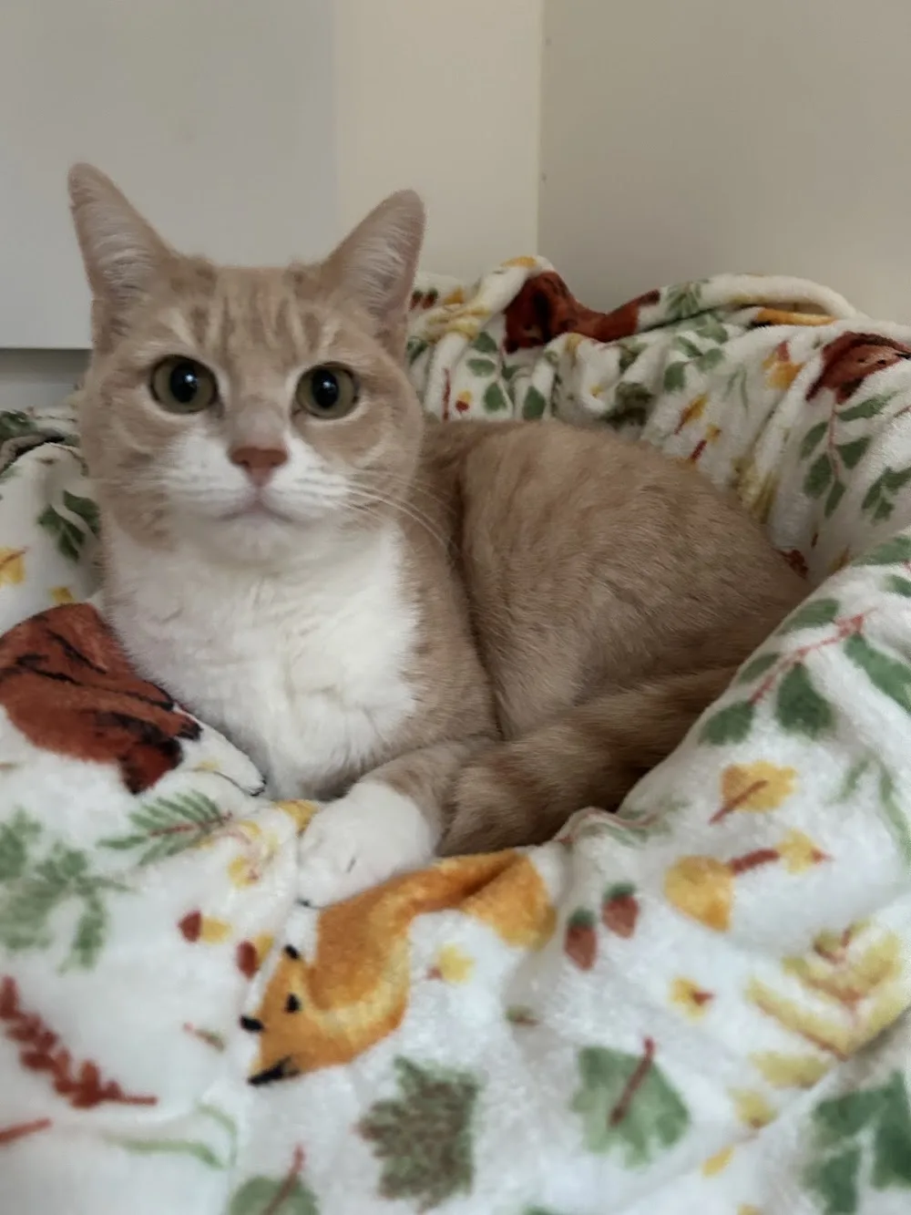 The Catswolds Retreat - East Riding of Yorkshire pet otel görseli 3