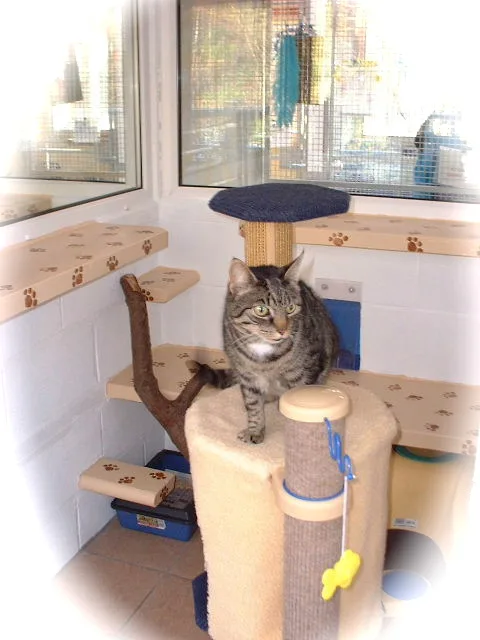 The Red House Luxury Boarding Cattery and Kennels - East Riding of Yorkshire pet otel görseli 2