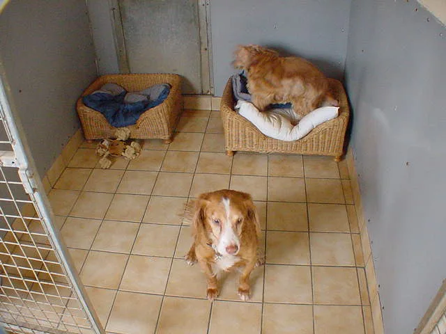 THREE ACRES BOARDING KENNELS & CATTERY - East Riding of Yorkshire pet otel