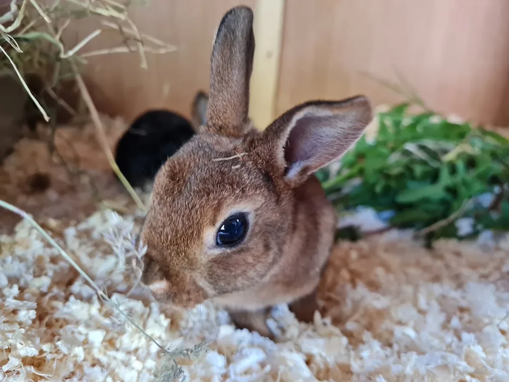 Whiskers Animal Hotel - East Riding of Yorkshire pet otel