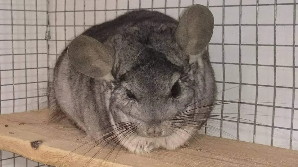 Whiskers Animal Hotel - East Riding of Yorkshire pet otel görseli 3