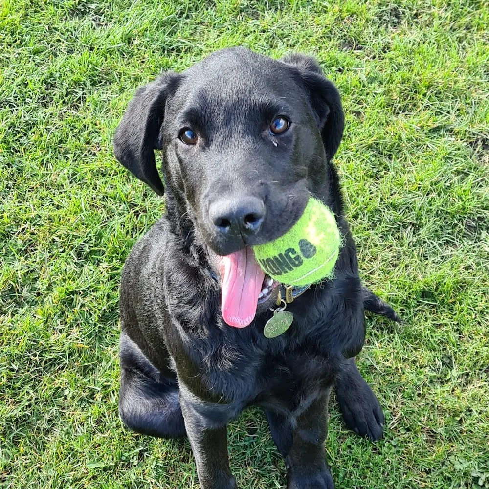 Willow Tree Country Kennels & Cattery - East Riding of Yorkshire pet otel görseli 3