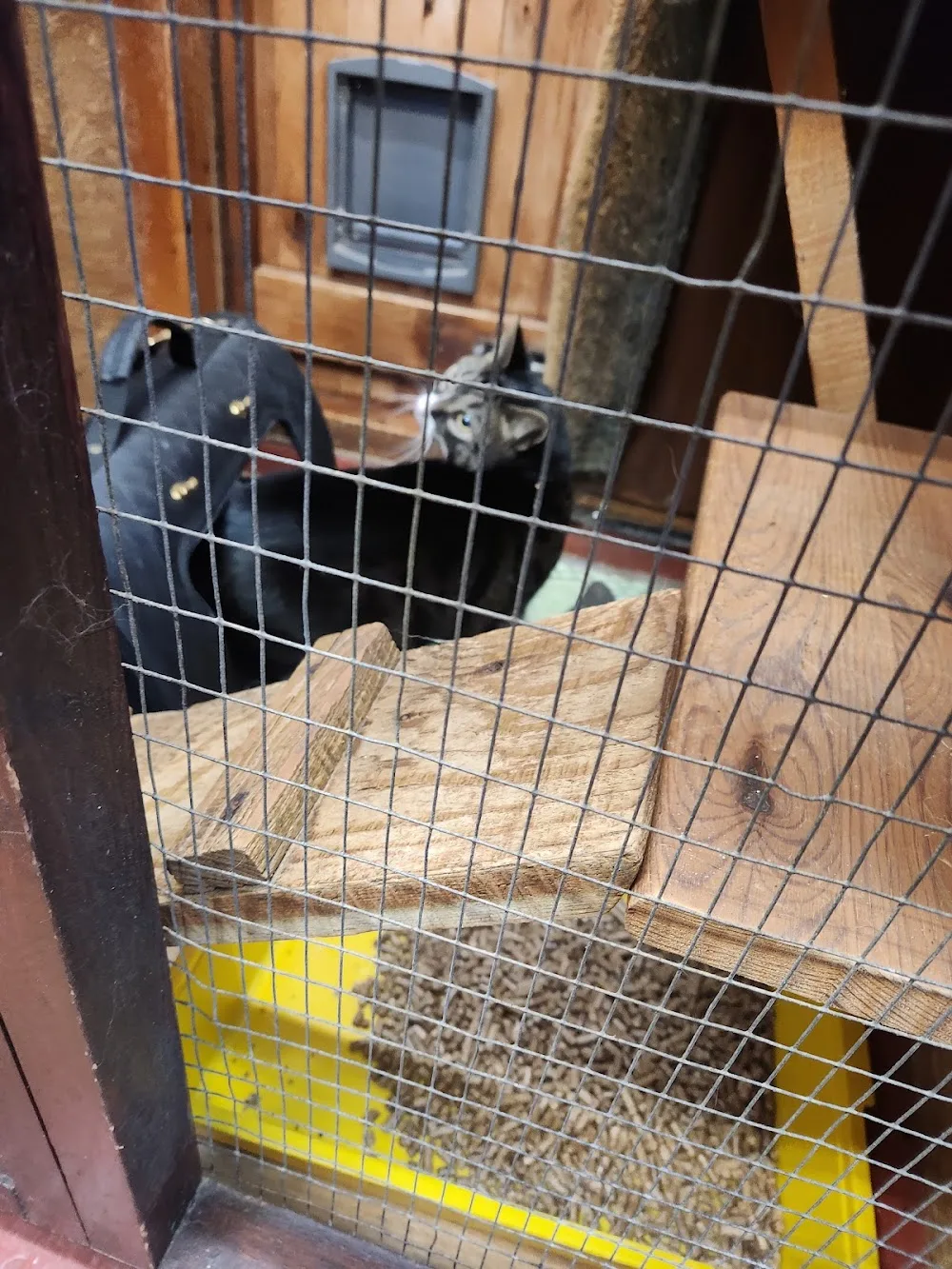 Alpine Hotel For Cats - East Sussex pet otel