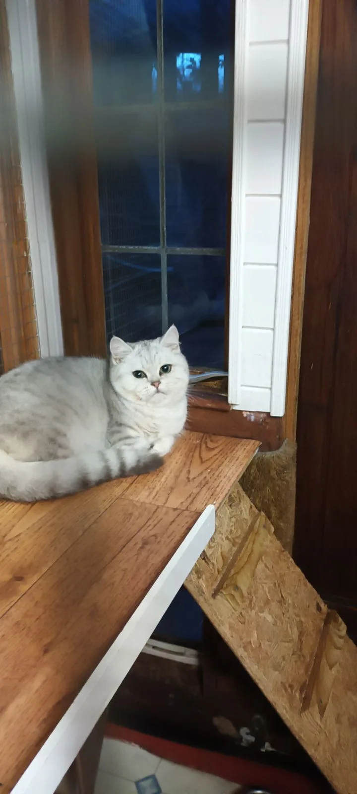 Alpine Hotel For Cats - East Sussex pet otel görseli 3