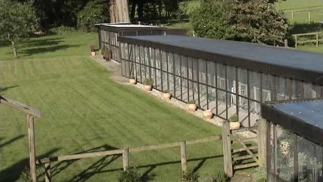 Arlington Cattery - East Sussex pet otel
