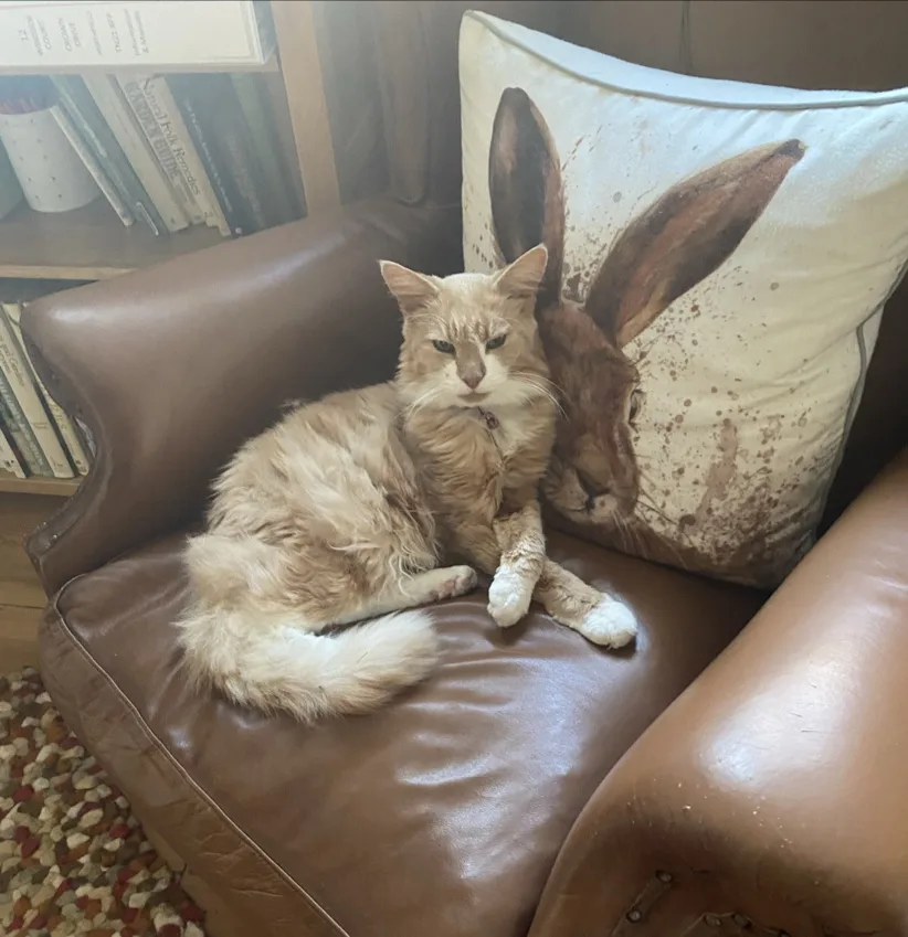 Arlington Cattery - East Sussex pet otel görseli 3