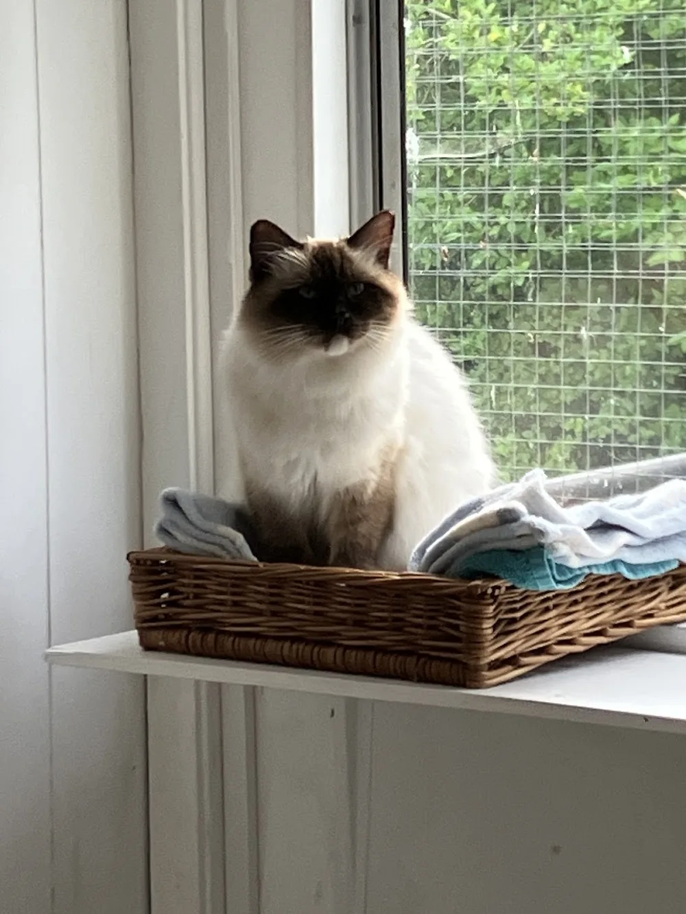 Clowder Cattery - 5 star license cattery - East Sussex pet otel