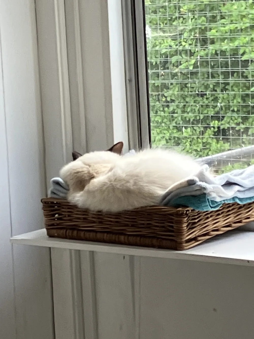 Clowder Cattery - 5 star license cattery - East Sussex pet otel görseli 3