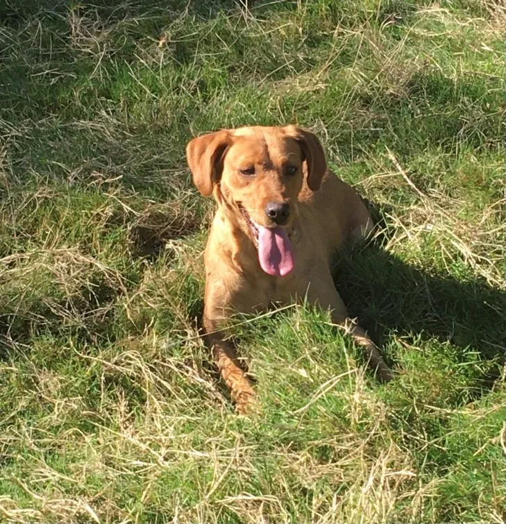 Houndsell Kennels - East Sussex pet otel