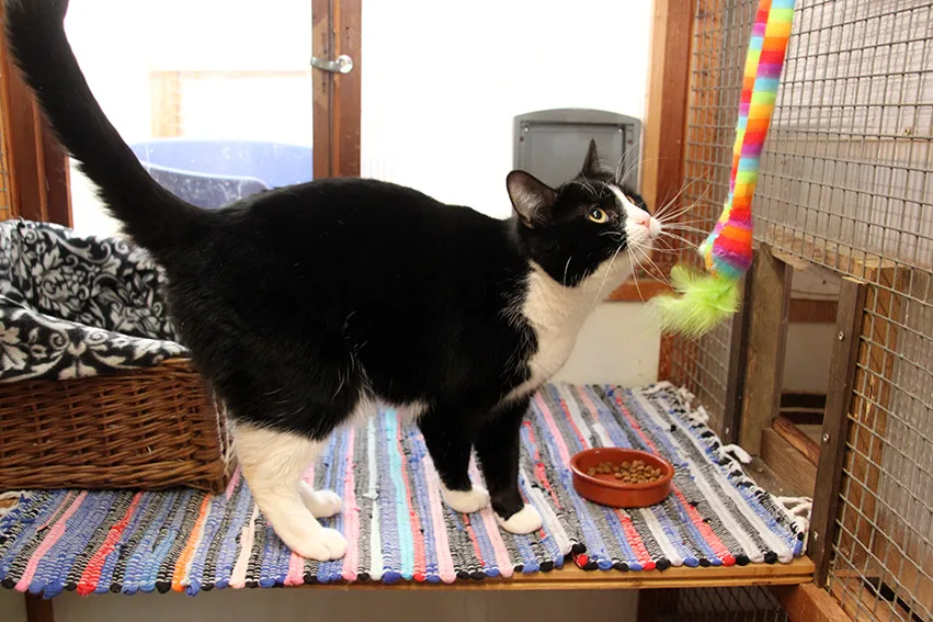 Iden Wood Cattery - East Sussex pet otel görseli 2