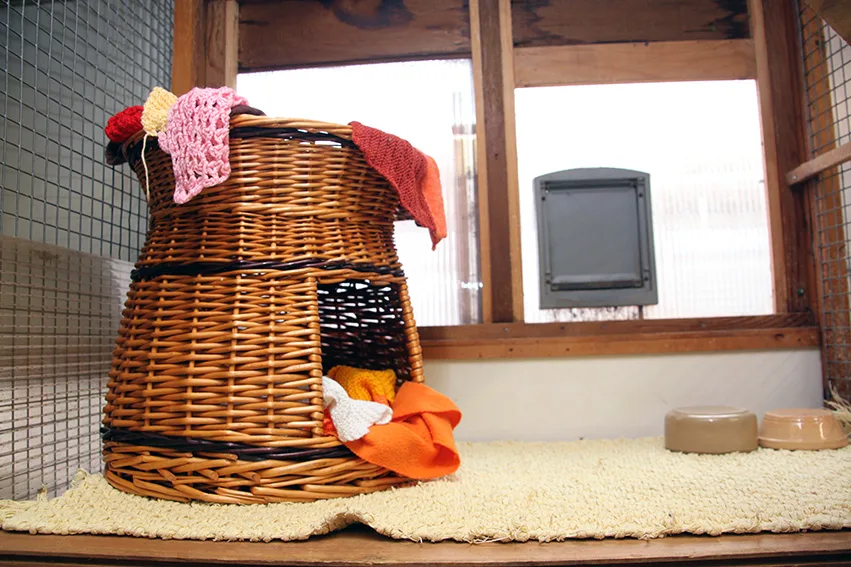 Iden Wood Cattery - East Sussex pet otel görseli 3