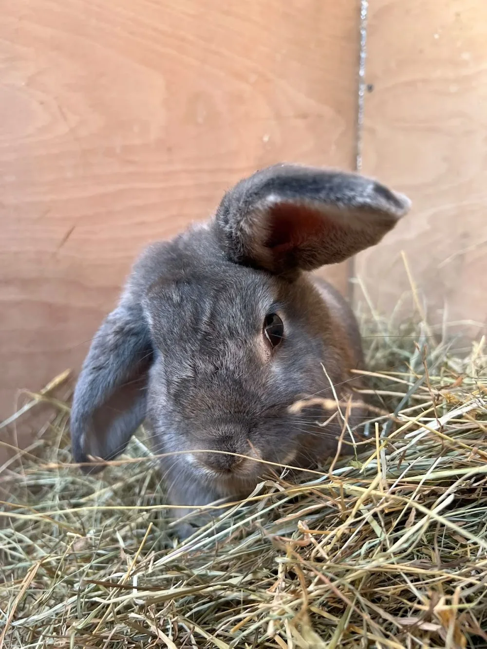 Langney Lodge Rabbit & Guinea Pig Hotel - East Sussex pet otel