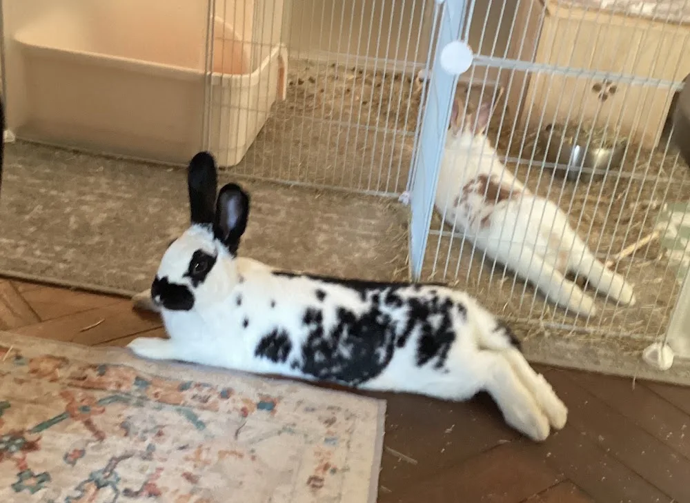 Langney Lodge Rabbit & Guinea Pig Hotel - East Sussex pet otel görseli 3