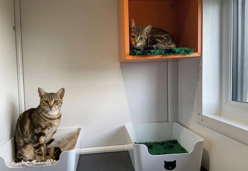 Mayfield Cattery - East Sussex pet otel görseli 2