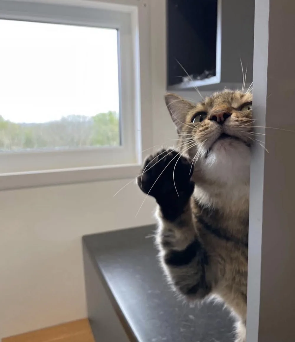 Mayfield Cattery - East Sussex pet otel görseli 3