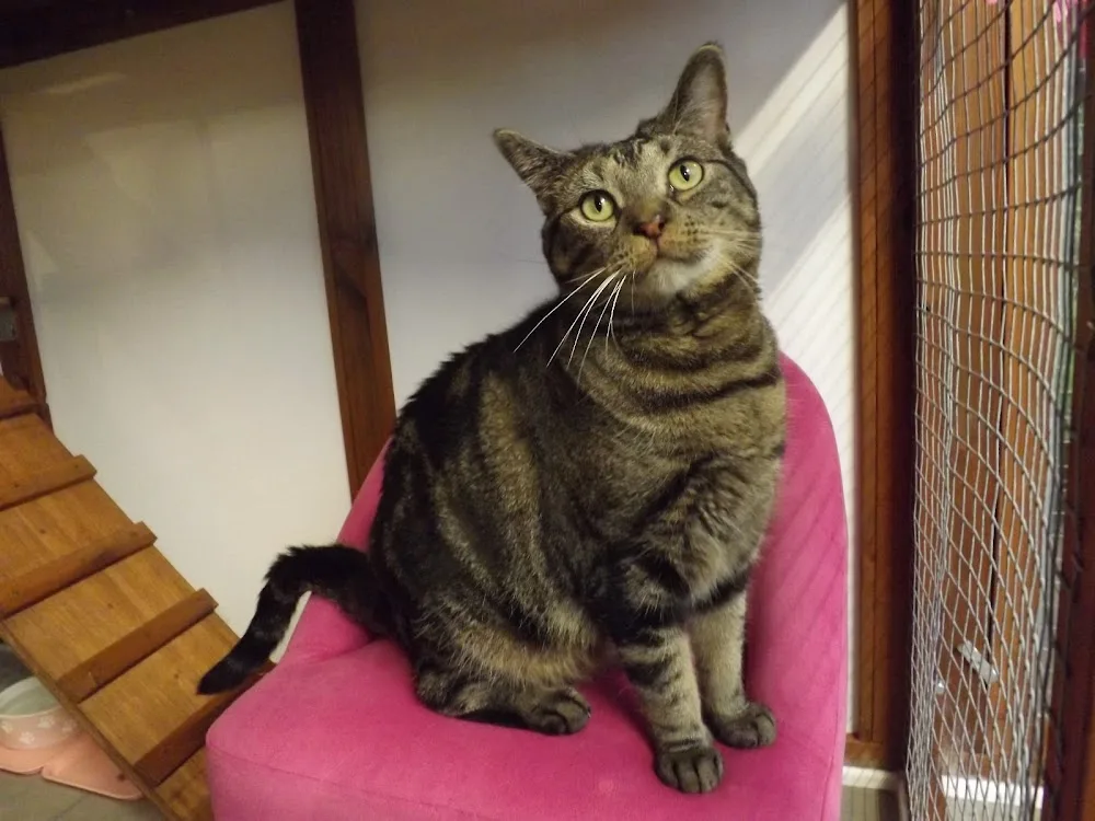 Poppie's Cattery - East Sussex pet otel